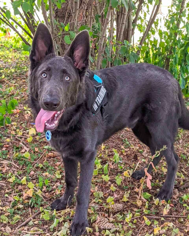 full grown blue german shepherd