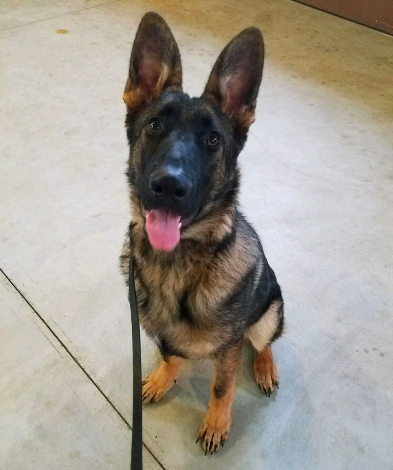 german shepherd 6 months old