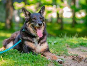 german shepherd and australian shepherd mix