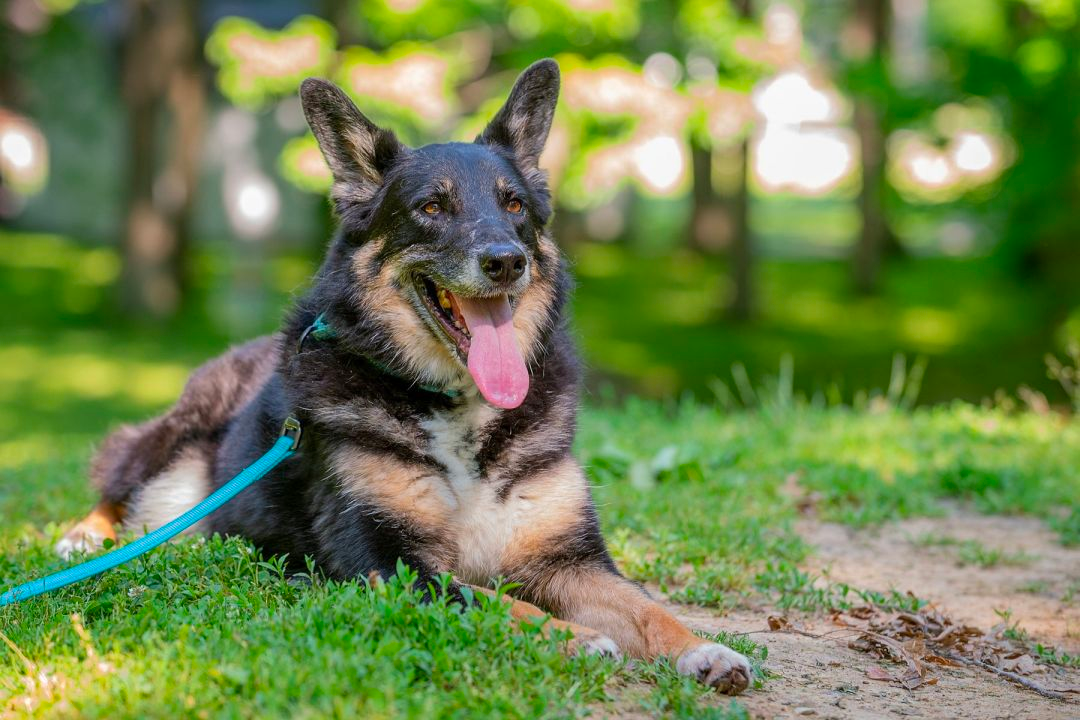 german shepherd and australian shepherd mix