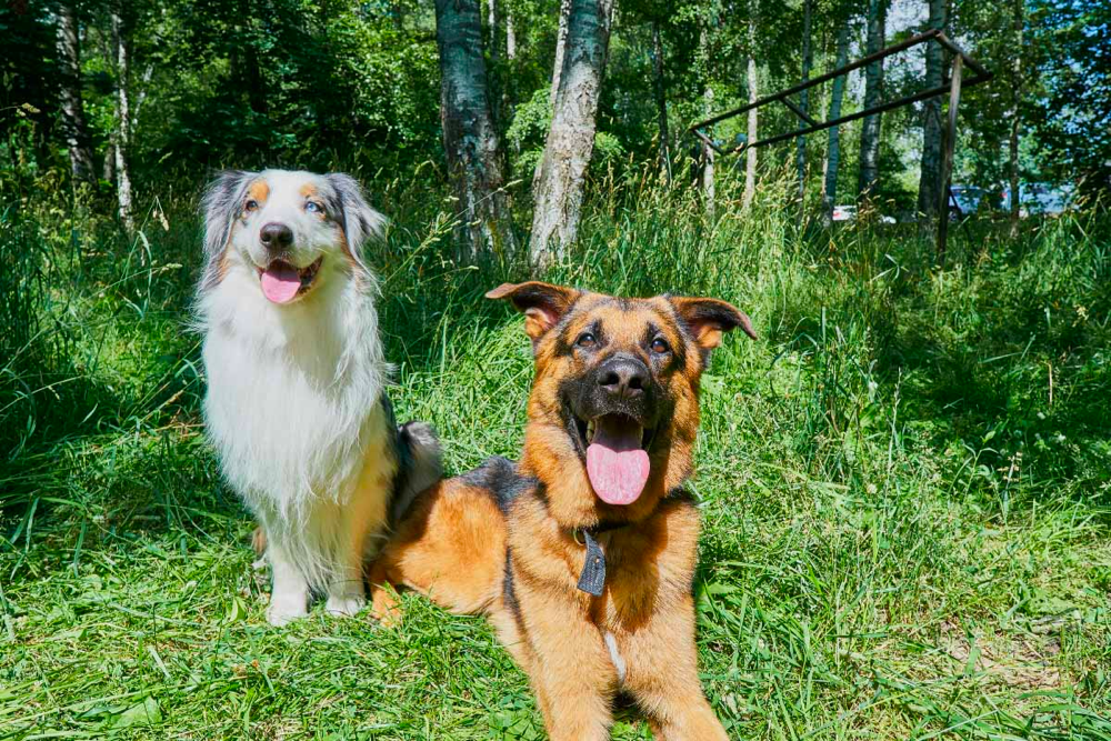 german shepherd australian shepherd mix