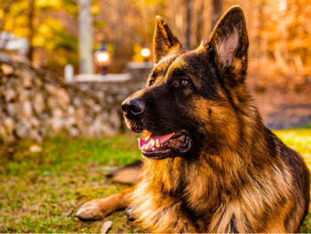 german shepherd behaviors