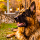 german shepherd behaviors