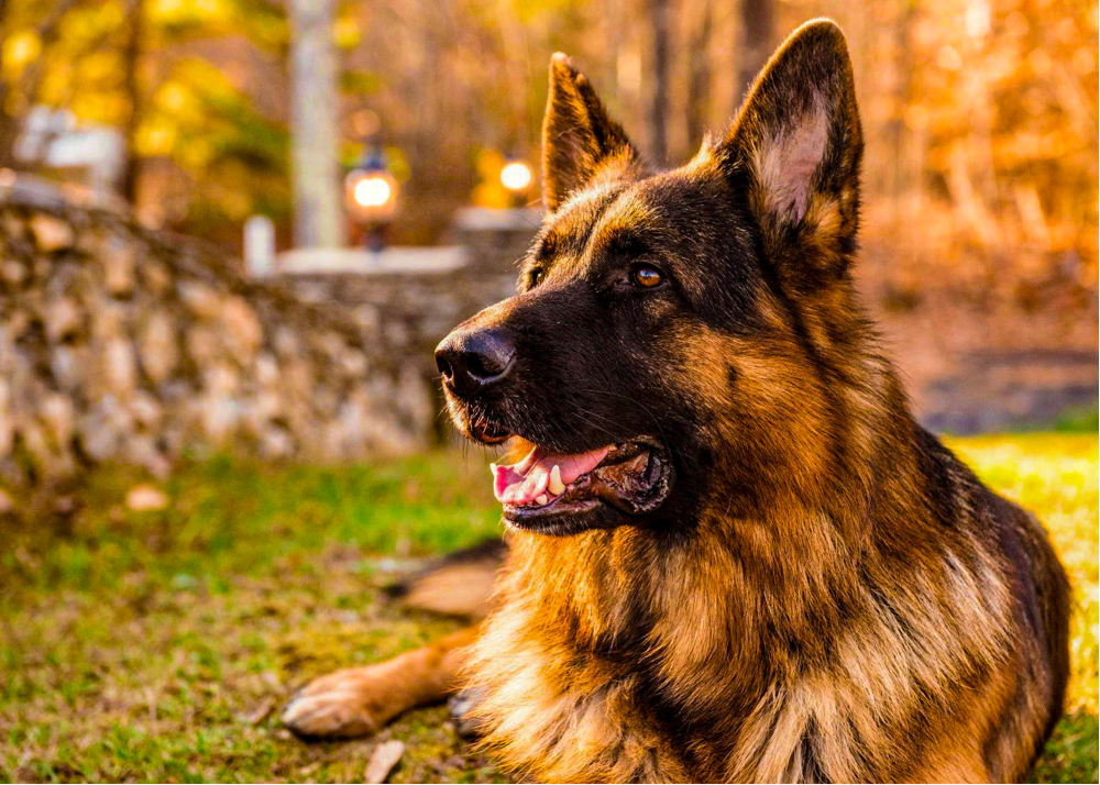 german shepherd behaviors