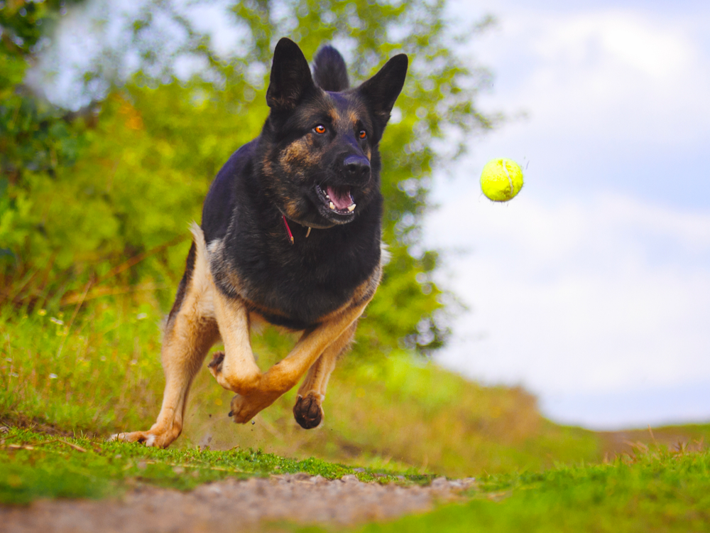 german shepherd to chase and fetch
