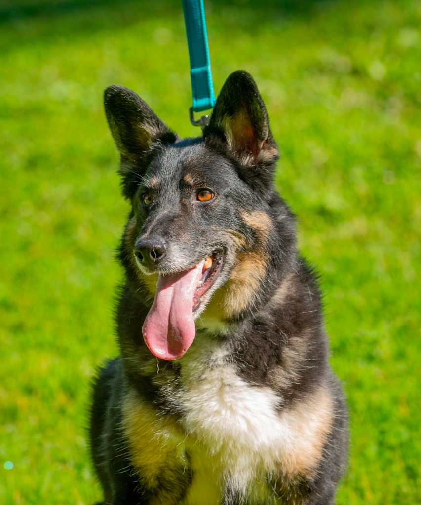 german shepherd mixed australian shepherd