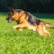 how fast do german shepherds run