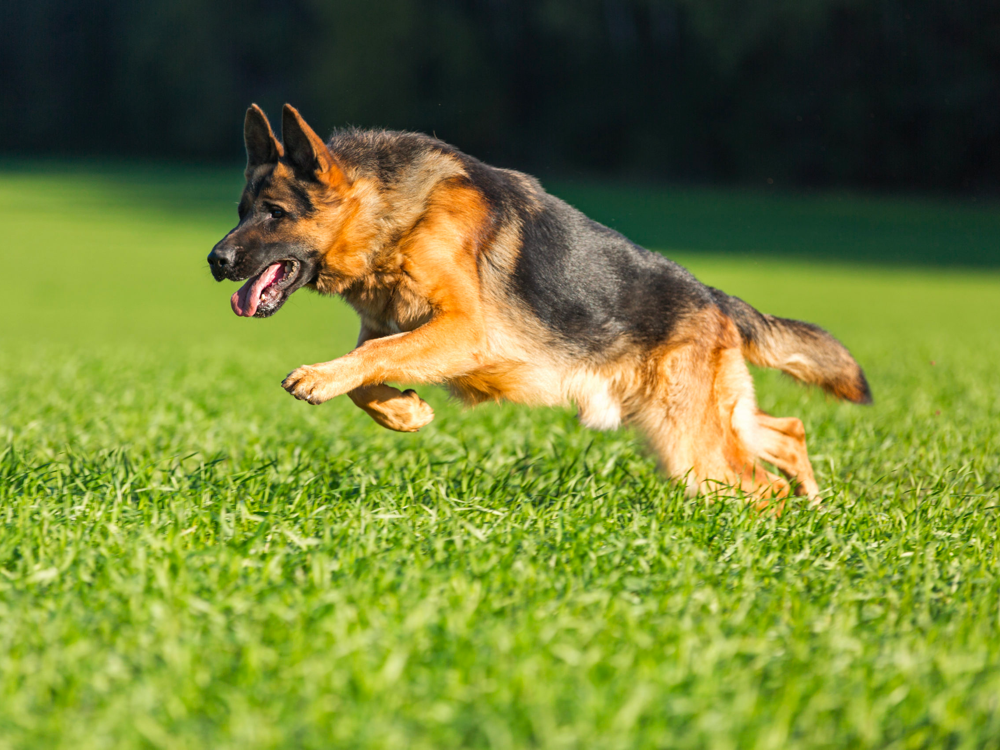 how fast do german shepherds run