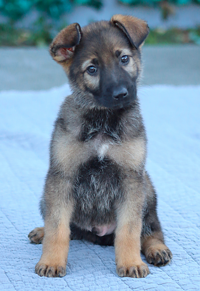 A male 8-Week Old German Shepherd puppy