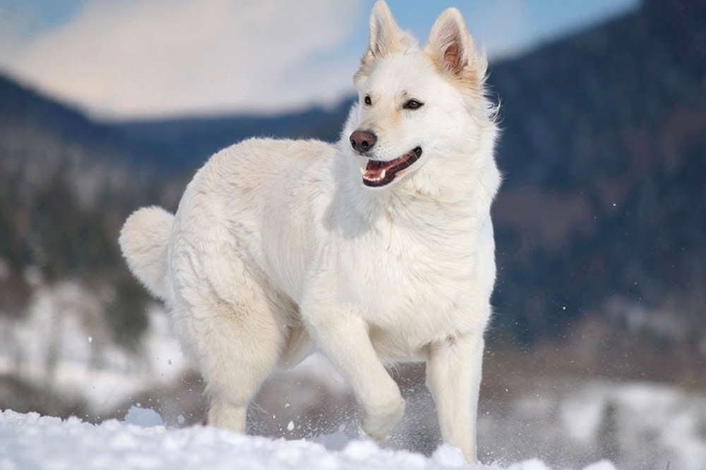 pure white german shepherd