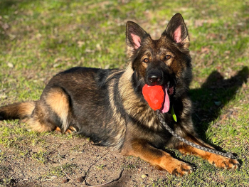 sable german shepherd colors