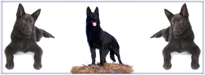 black German Shepherds