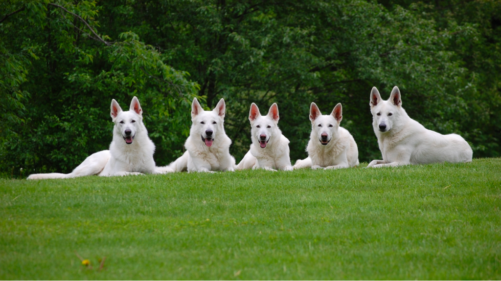 Top 6 Best White German Shepherd Breeders Within The United States