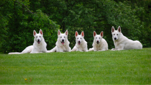 white German Shepherds