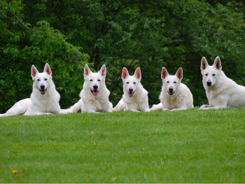 white German Shepherds