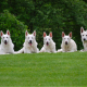 white German Shepherds