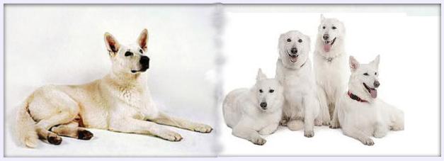 White coat color in the German Shepherd