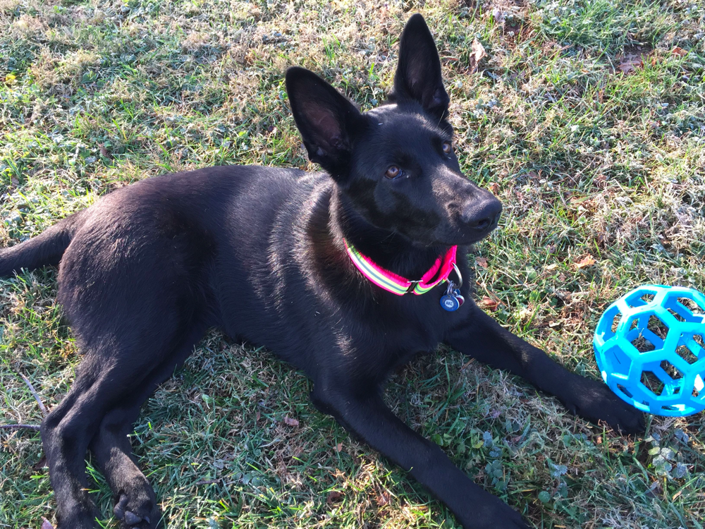 5 month old black german shepherd