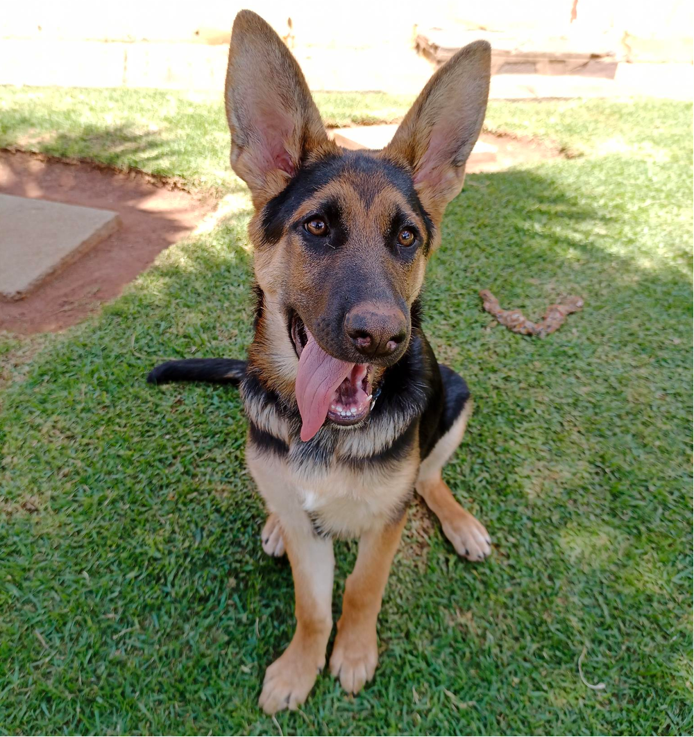 5-month-old german shepherd