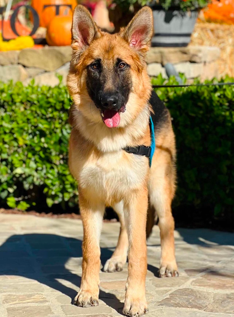 7 month old german shepherd weight