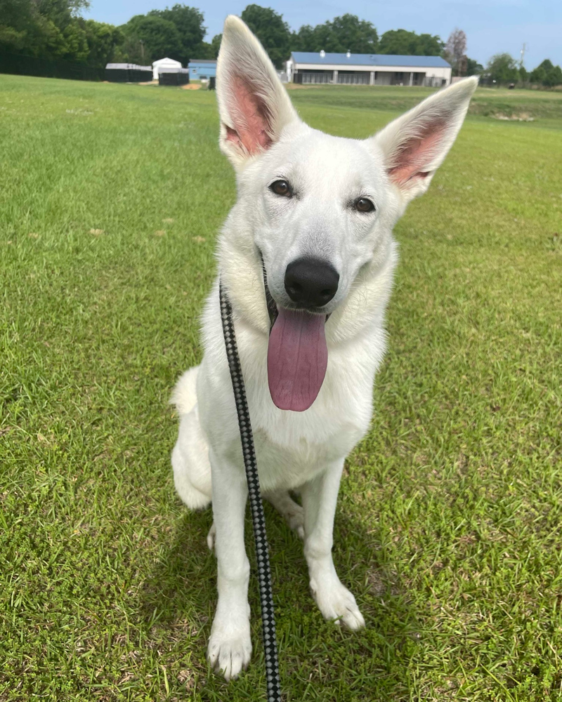 7 month old white german shepherd