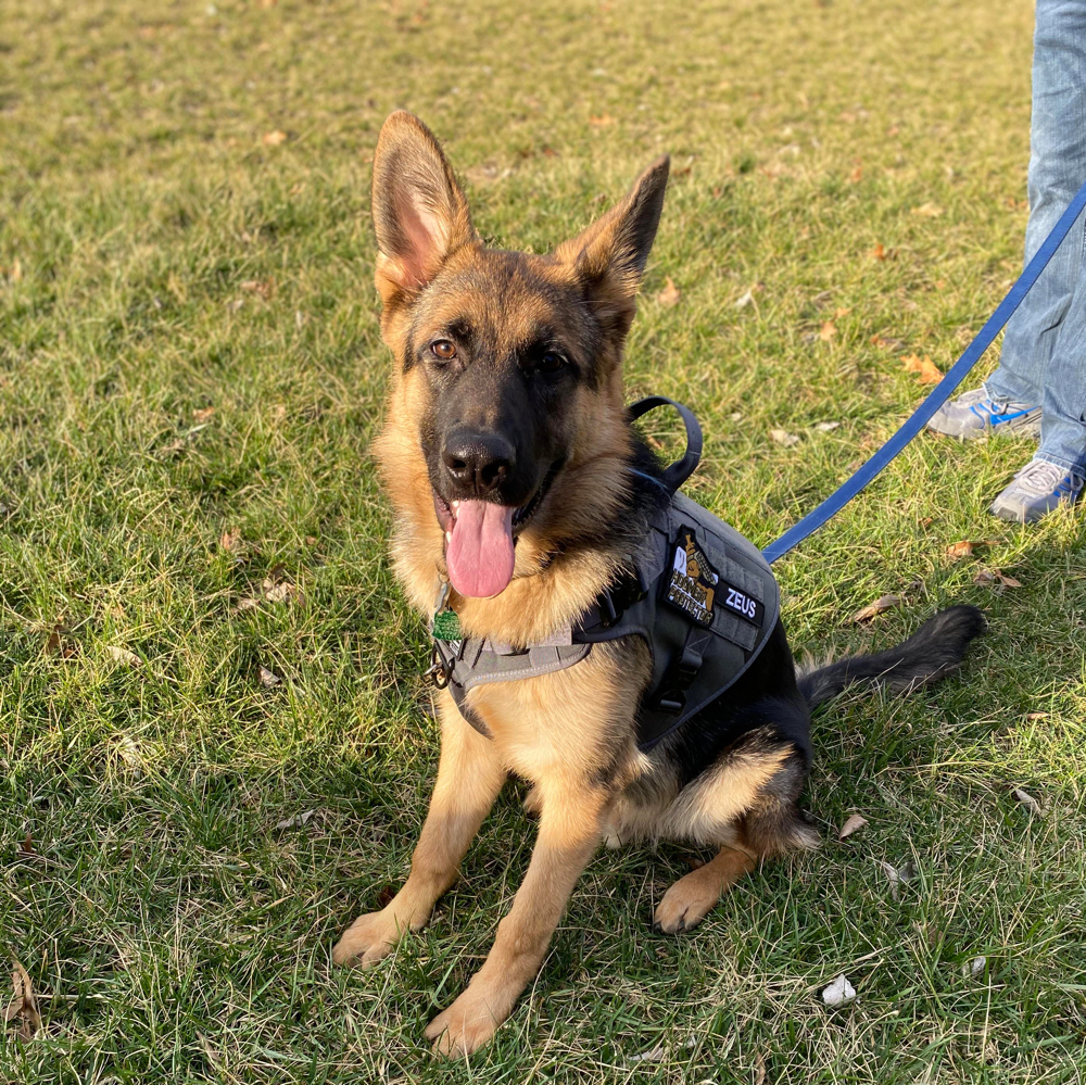 8 month old german shepherd training