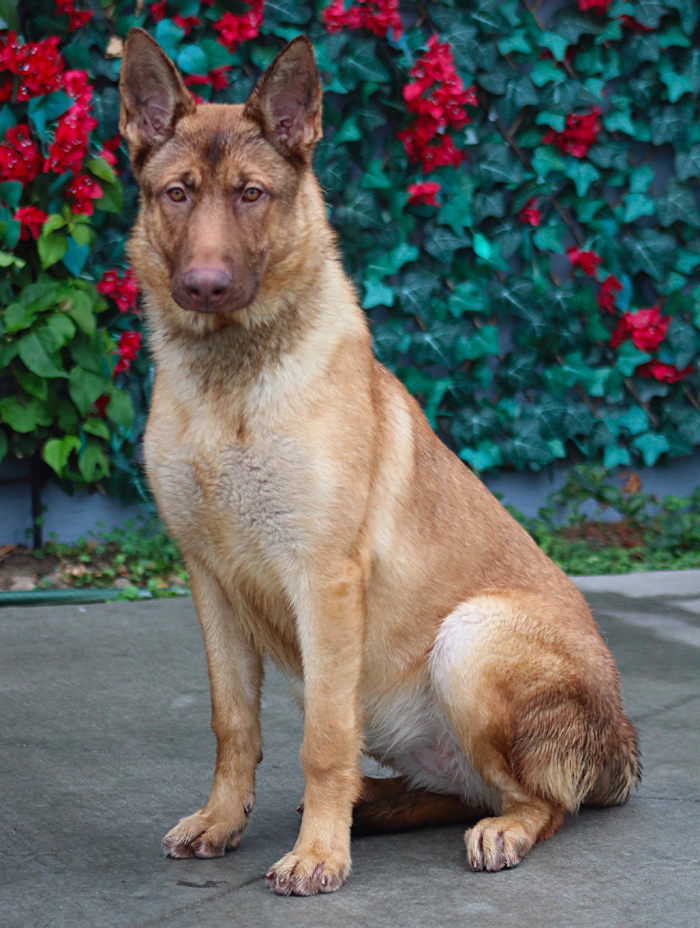 8-month-old liver colored German Shepherd