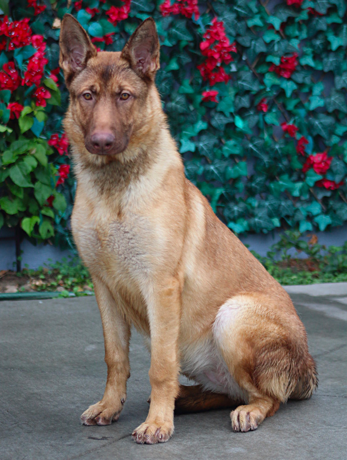 Liver German Shepherd Gorgeous And Companionable Dog liver-german-shepherd-gorgeous-and-companionable-dog