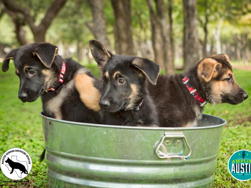 Austin German Shepherd Dog Rescue