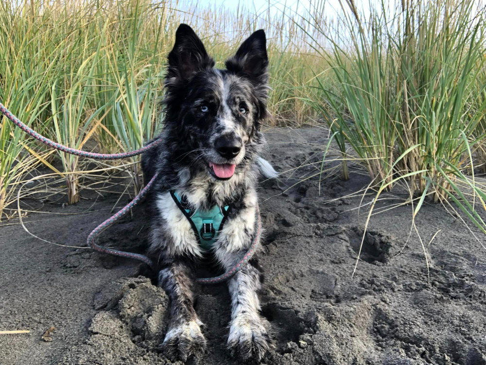 Australian Shepherd German Shepherd Mix