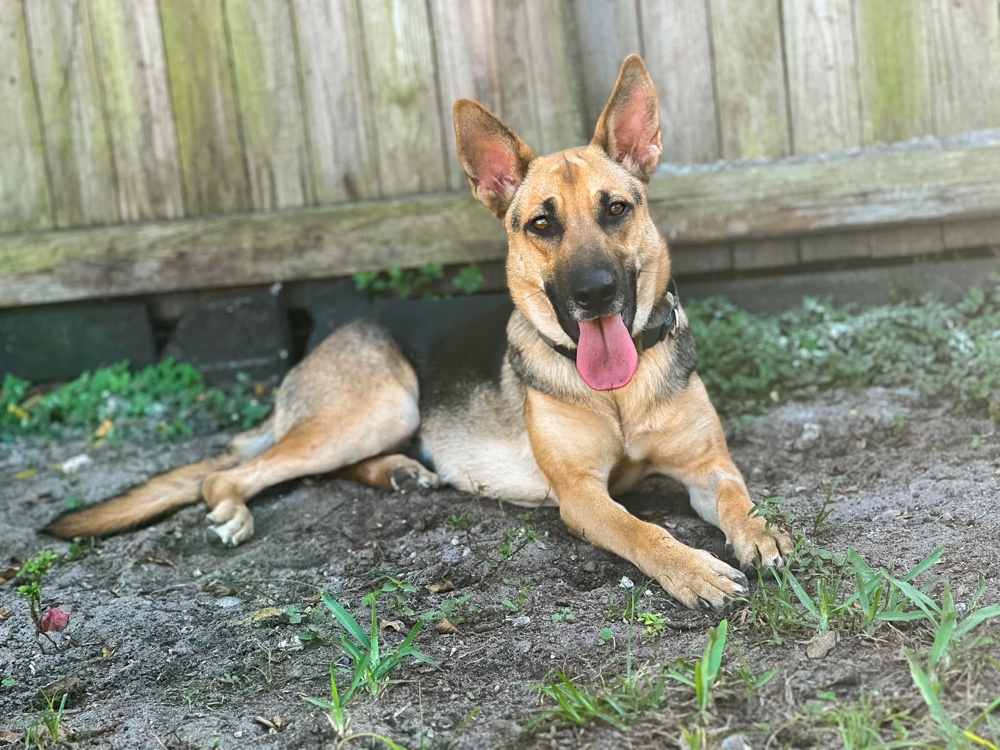 Best German Shepherd Rescues In Florida