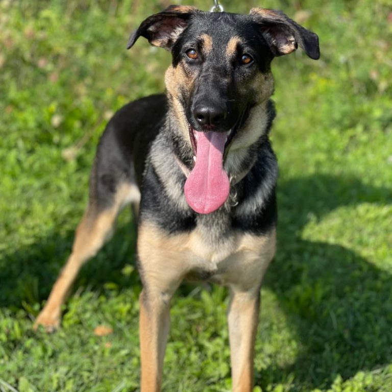 Top 4 Best German Shepherd Rescues in New York