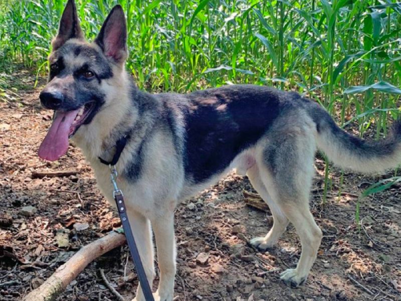 Top 4 Best German Shepherd Rescue in Pennsylvania