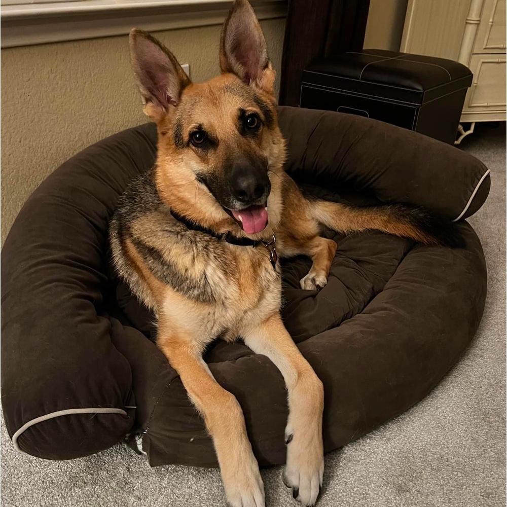 DFW German Shepherd Rescue