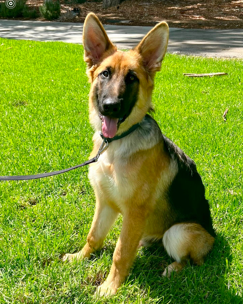 Exercising Your 7-Month-Old German Shepherd