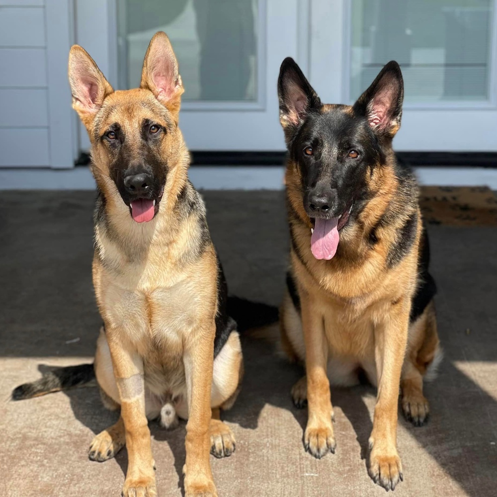 Top 8 Best German Shepherd Rescues In Florida