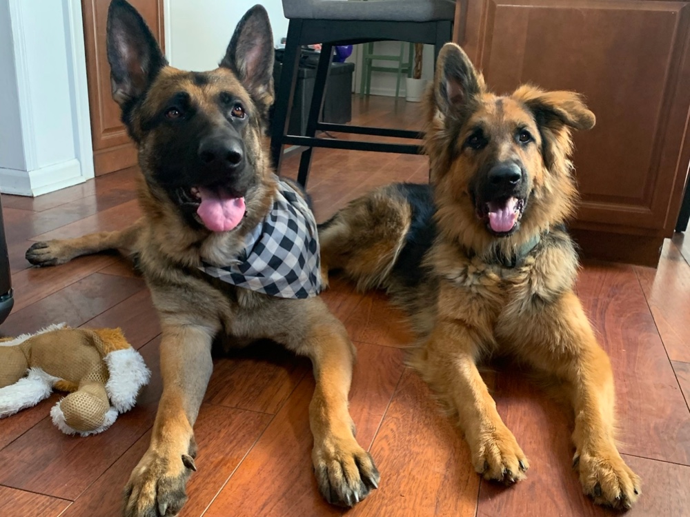 Garden State German Shepherd Rescue