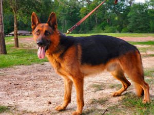 German Shepherd At 1 Year Of Age