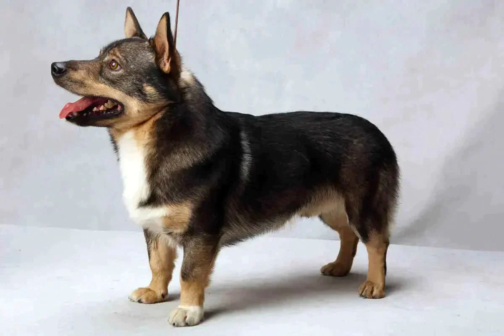 German Shepherd Chihuahua mix