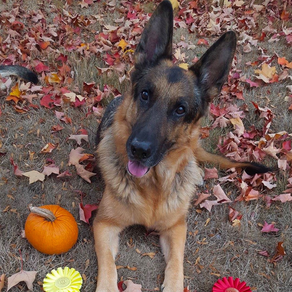 German Shepherd Dog Club of Oregon