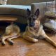 German Shepherd Dog Rescue of Iowa