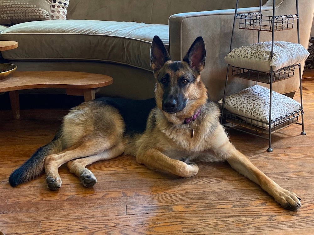 German Shepherd Dog Rescue of Iowa