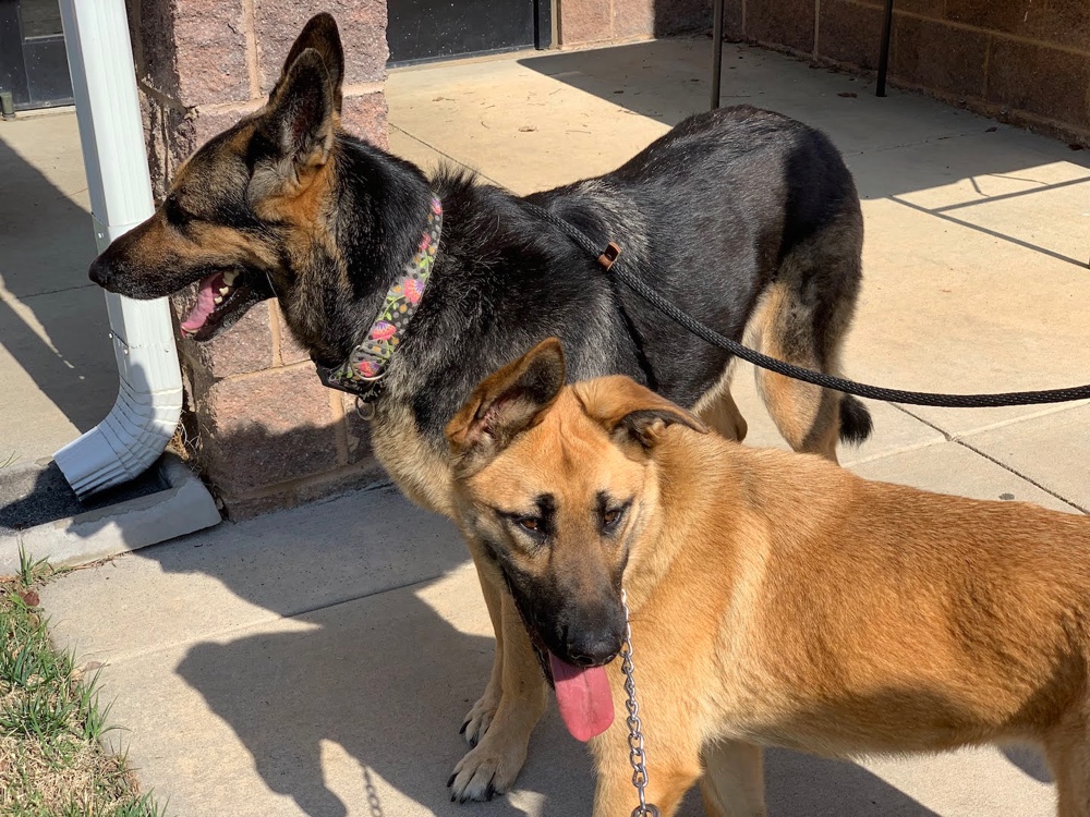 German Shepherd Rescue and Adoptions