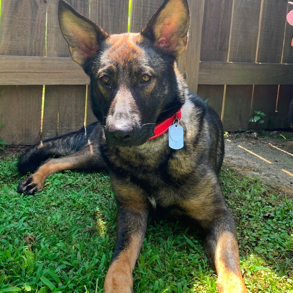 German Shepherd Rescue of Georgia