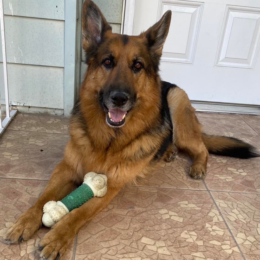 German Shepherd Rescue of New Jersey