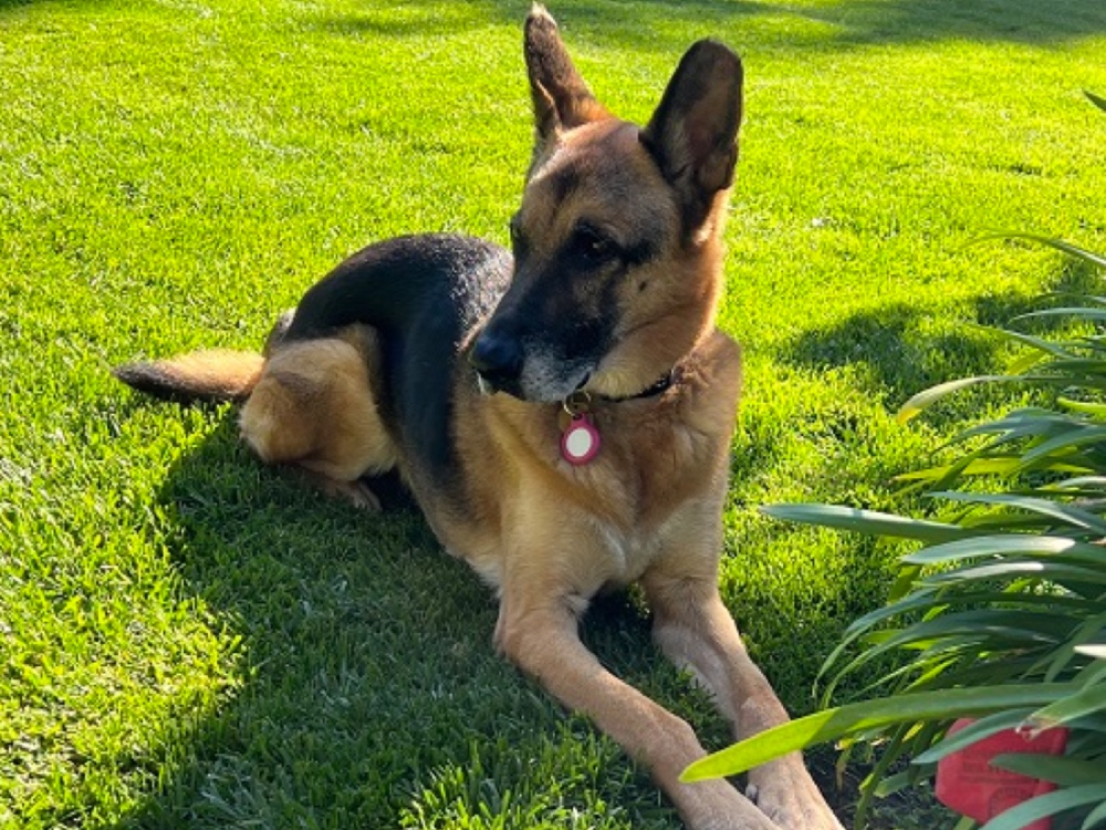 German Shepherd Rescue of Northern California