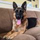 German Shepherd Rescue of Sacramento Valley