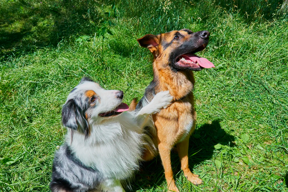 German Shepherd vs Australian Shepherd Temperament