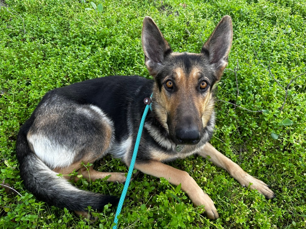 Greater California German Shepherd Rescue