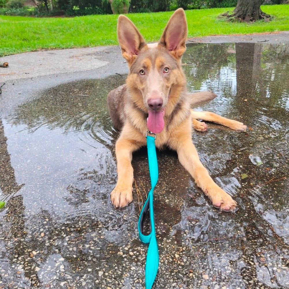 Isabella German Shepherd Exercise